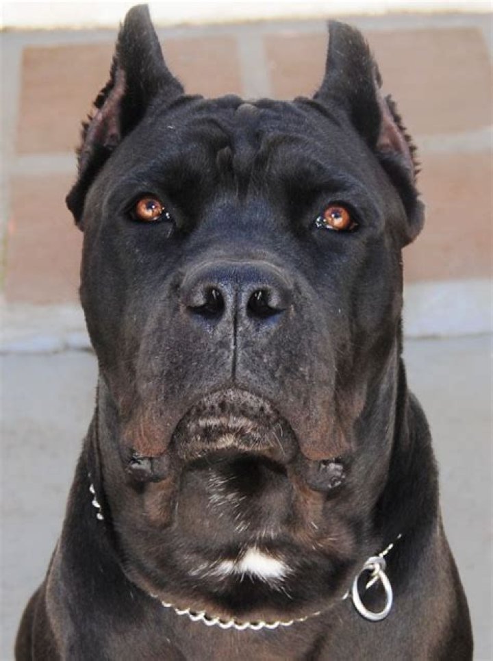 14 Scary Looking Dog Breeds That'll Make Criminals Think Twice