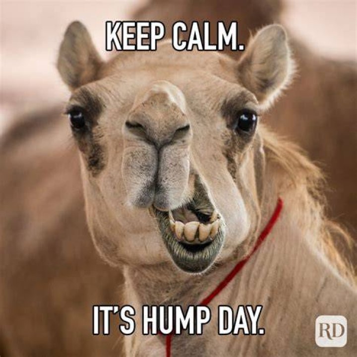 25 Hump Day Memes That Make Wednesdays Bearable Reader's Digest