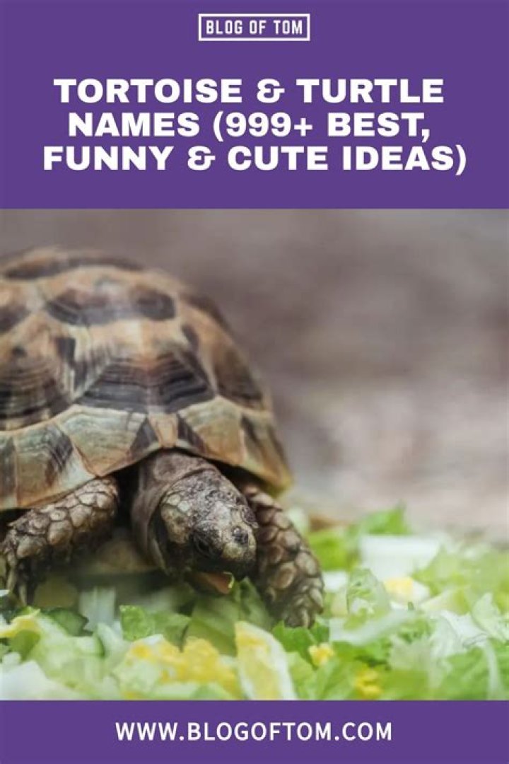 999+ Best Tortoise & Turtle Names (Funny & Cute Ideas) in 2022 Turtle
