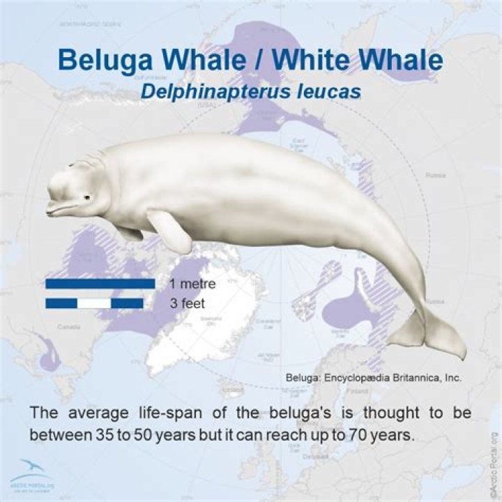 Beluga Whale Facts and Adaptations Delphinapterus leucas