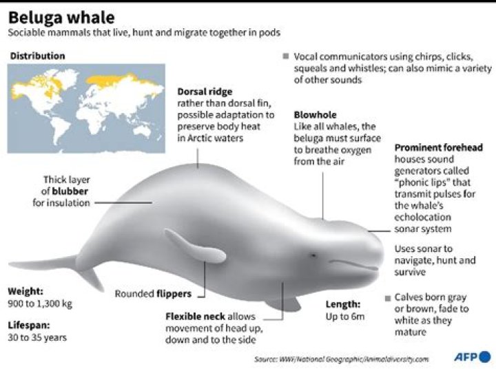 Beluga Whale Facts, Habitat, Sounds, Diet, Baby, Videos, Pictures