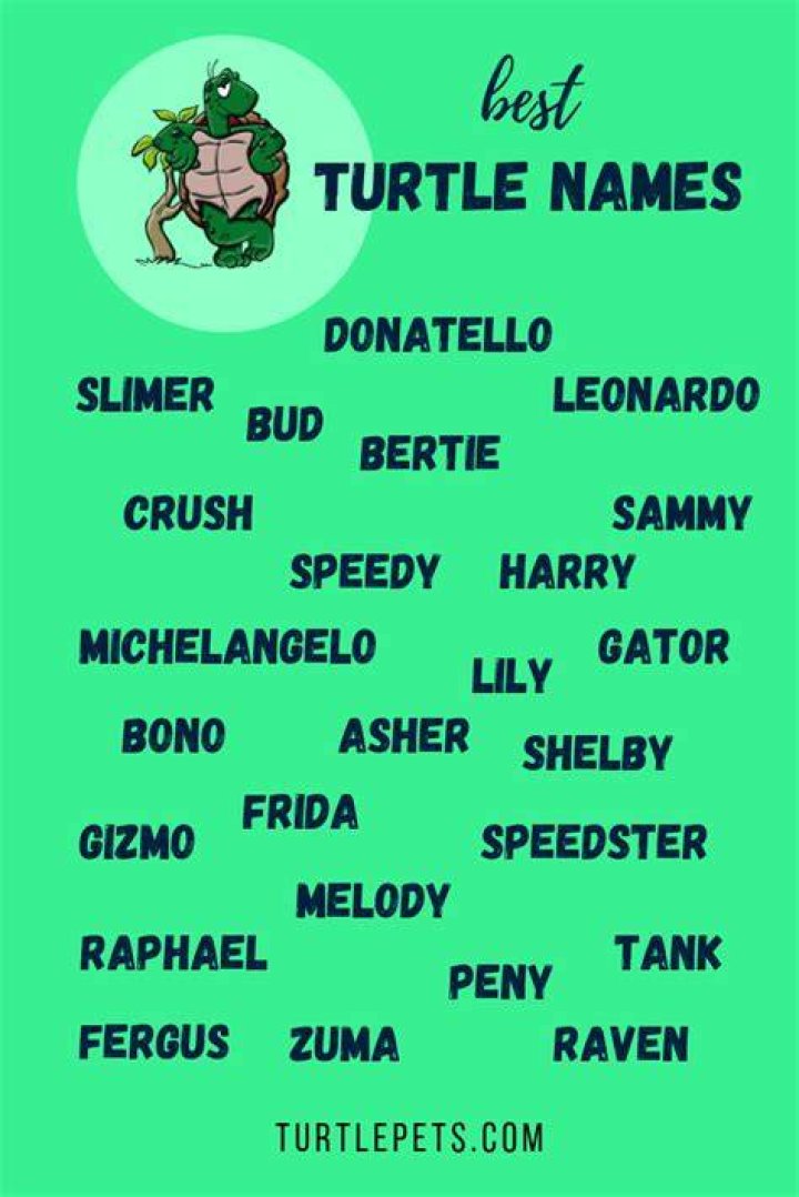Best Turtle Names