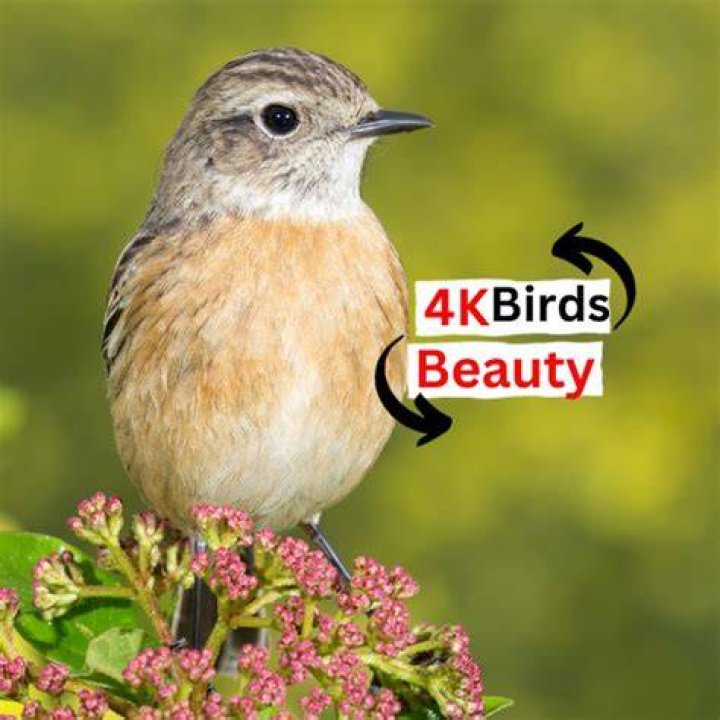 Birds beauty YouTube