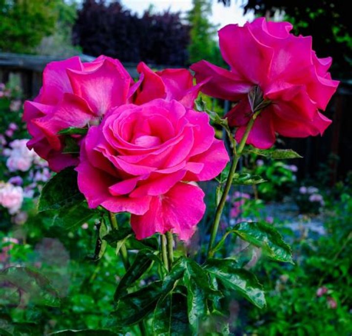 Della Reese Flourish Roses