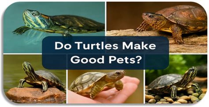 Do Turtles make Good Pets? Animal Care Center
