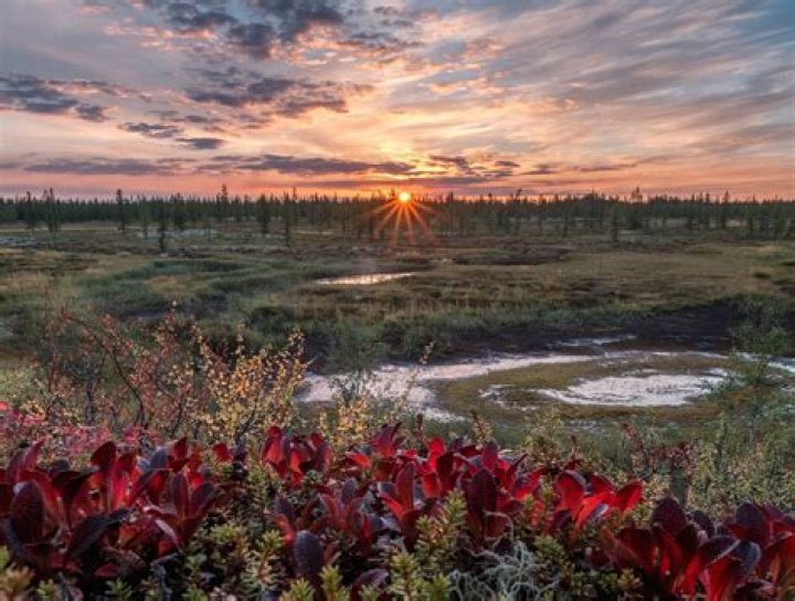 Far North of Yamal, Tundra, Pasture Nord Reindeers, Family of Reindeer