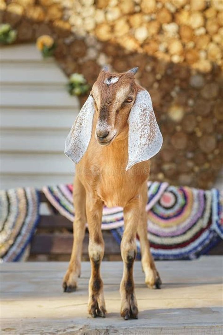 Free photo Goat, Long Ears, Surprised, Ears Free Image on Pixabay