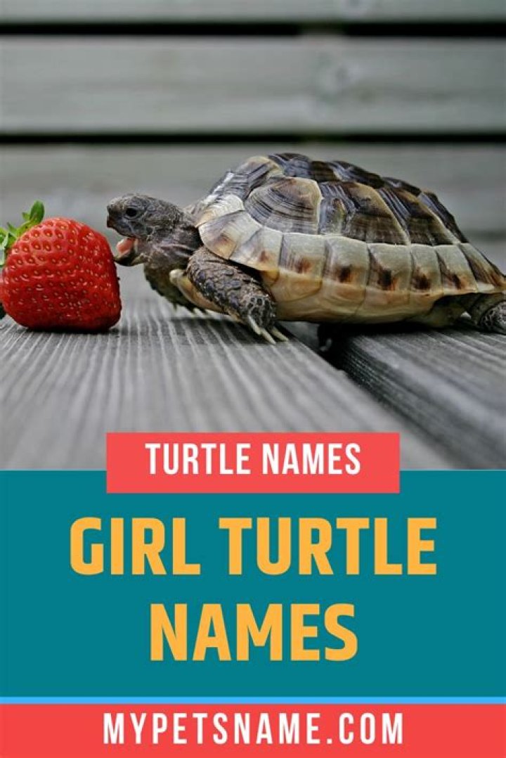 Girl Turtle Names Turtle names, Cute pet names, Turtle