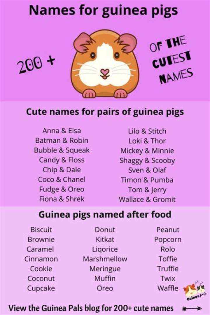 Guinea Pig Names For a Boy Amazing Guinea Pig Names