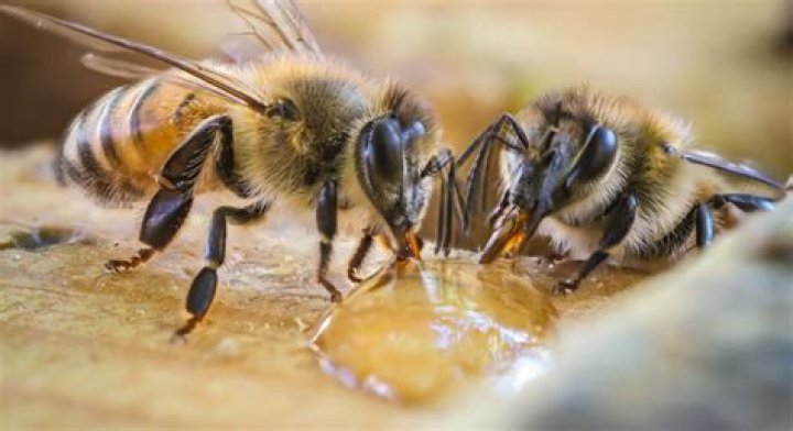 Honey bees are famous, but native bees are powerful pollinators