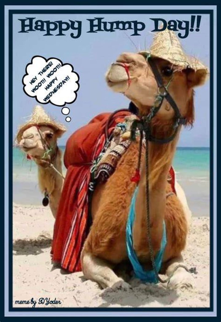 Hump Day pics
