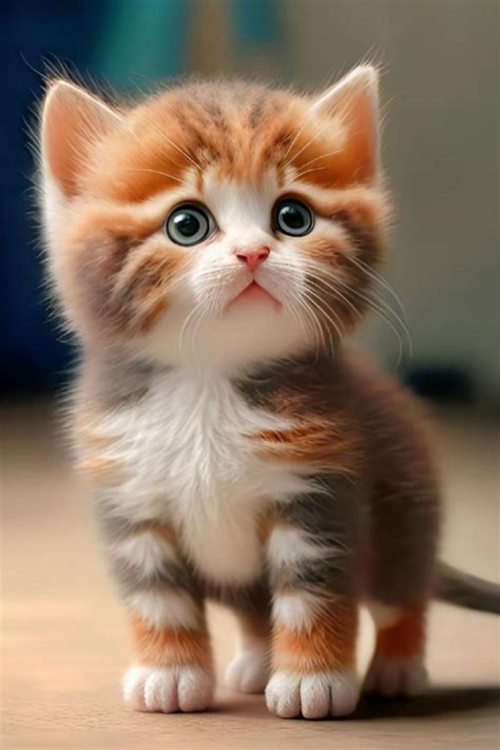 Picture of Cates