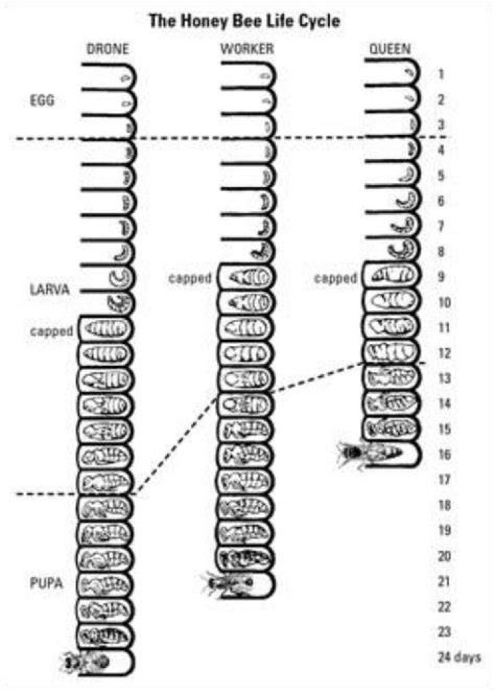Pin on Beekeeping Пчелы