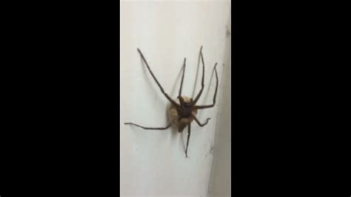 Pregnant spider! YouTube