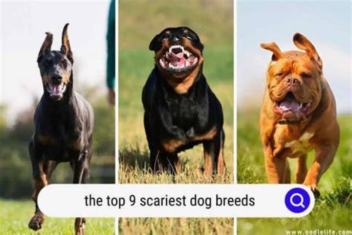Scary Dog Breeds Unnerving Images for Your All