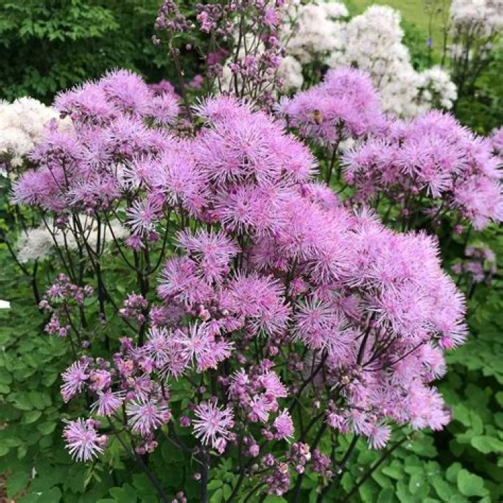 Thalictrum ‘Black Stockings’ TERRA NOVA® Nurseries, Inc.
