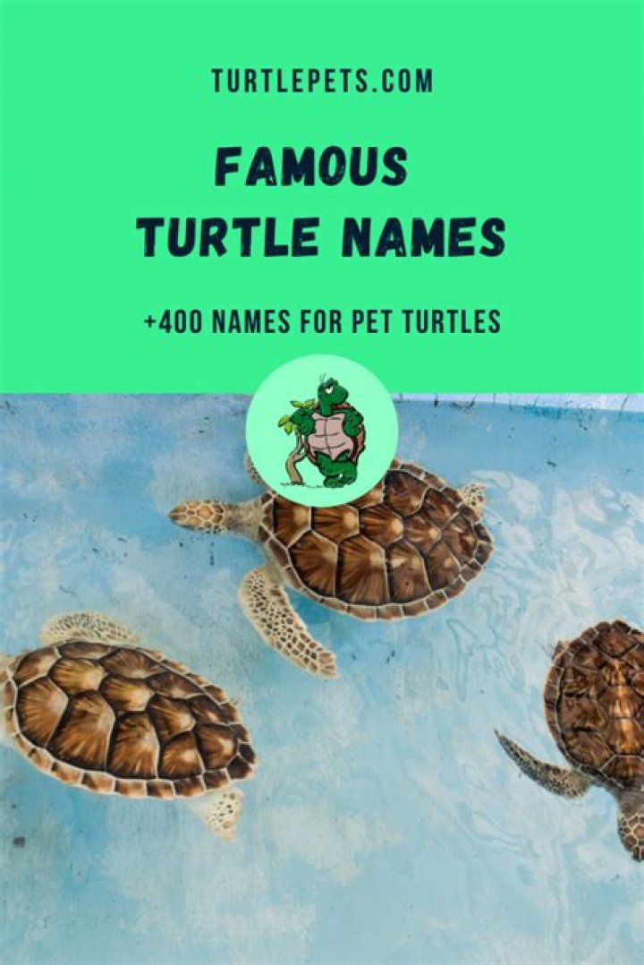 Turtle Names +400 BEST Names [For Boy & Girl & Tortoises] TurtlePets