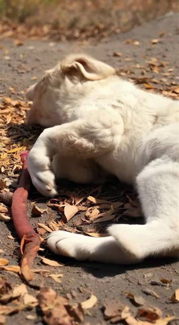 What Happened to the Puppy Killed in the First 'John Wick' Movie?