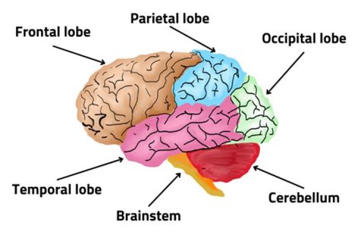 What Part Of The Brain Does Parkinson's Affect