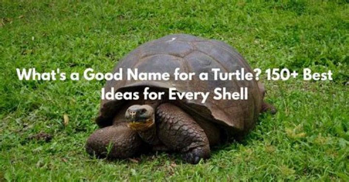 Whats A Good Name For A Turtle